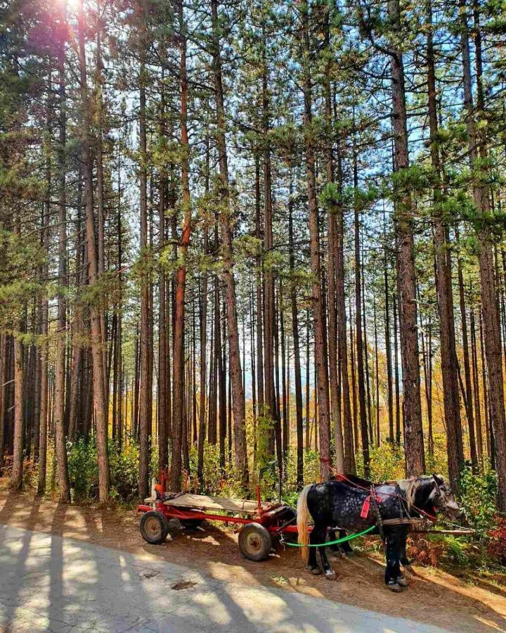 Zova Deluxe Zlatibor